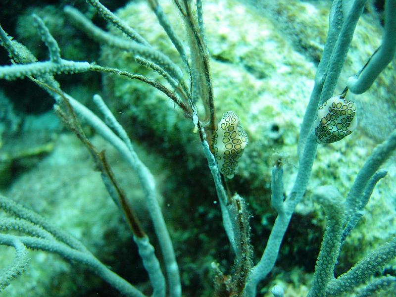 monaie caraibe.jpg -                                
